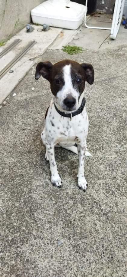 Lyxie (croisé jack russel)